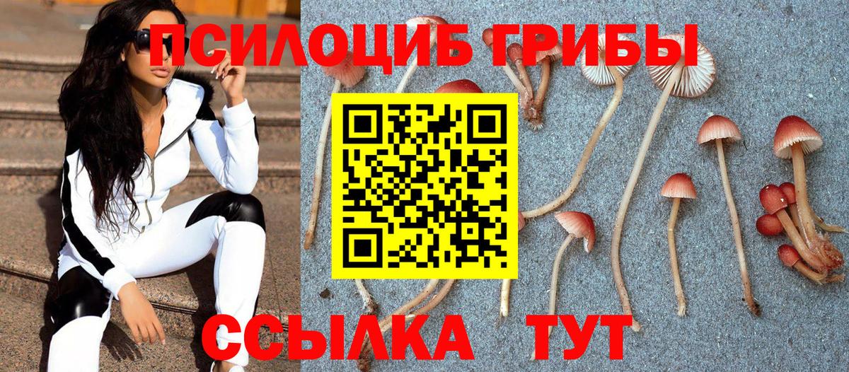 Галлюциногенные грибы Psilocybe Владикавказ